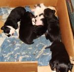 Dogs border collie mix